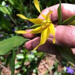 Uvularia grandiflora Floare