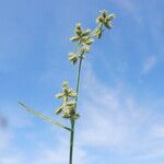 Fuirena umbellata Flor