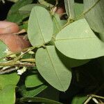 Calopogonium galactioides Flower