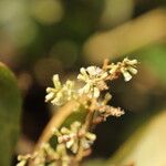 Monosis conferta Flor