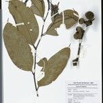 Lithocarpus aggregatus Ostatní