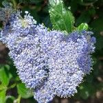 Ceanothus thyrsiflorus Flower