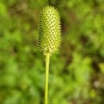 Anemone virginiana Fruit