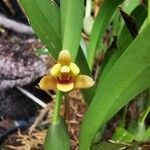 Maxillaria variabilis Liść