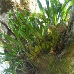 Maxillaria egertoniana Ліст