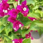 Bougainvillea glabraLorea