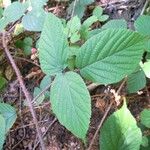 Rubus nigricans Leaf