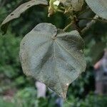 Dombeya reclinata 葉