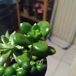 Sedum hernandezii Foglia