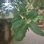 Quercus faginea Blatt