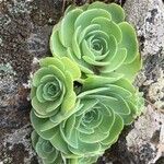 Aeonium aureum Φύλλο