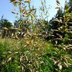 Avena sativa Flower