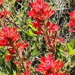 Castilleja affinis Bloem