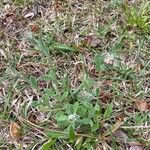 Gamochaeta purpurea List