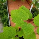 Pelargonium papilionaceum Hostoa