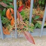 Photinia serratifolia Цветок