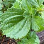 Coleus caninus Leaf