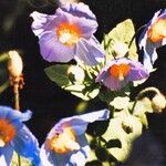 Meconopsis betonicifolia Habit