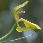 Megastylis latissima फूल