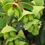 Euphorbia × martini Lorea