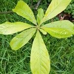 Franklinia alatamaha Leaf