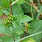 Waltheria indica Blatt