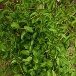 Clematis ligusticifolia Hoja