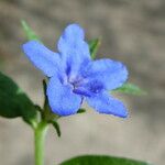 Aegonychon purpurocaeruleum Flower