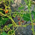 Solanum sisymbriifolium Costuma