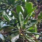 Calophyllum inophyllumLeaf