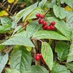 Cotoneaster bullatusFolha