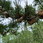 Pinus banksiana Gyümölcs