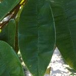 Chrysophyllum cainito Hoja