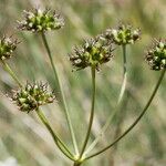 Oenanthe peucedanifolia Φρούτο