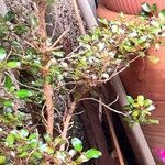 Coprosma repens List