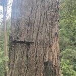 Eucalyptus robusta Φλοιός