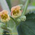 Scrophularia grandiflora Flor