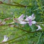 Vicia sylvatica Fleur