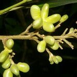 Conchocarpus nicaraguensis Hedelmä