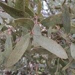 Eucalyptus conferruminata ᱥᱟᱠᱟᱢ