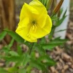 Oenothera triloba Λουλούδι