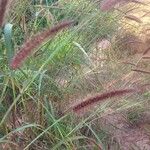 Pennisetum polystachion Alkat (teljes növény)