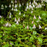 Linnaea borealis Hábitos