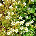 Saxifraga exarata Hábito