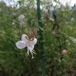 Oenothera gaura Flower