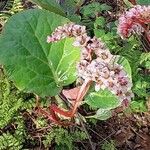 Bergenia ciliata മറ്റ്