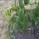 Carya cathayensis Leaf