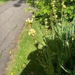 Sisyrinchium striatum Habit