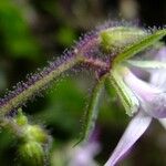 Geranium reuteri Flower
