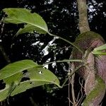 Monstera glaucescens Прочее